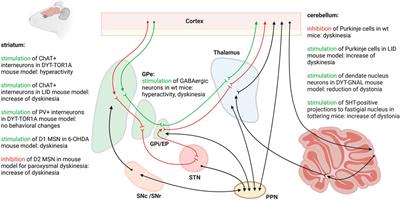 Unraveling dystonia circuitry in rodent models using novel neuromodulation techniques